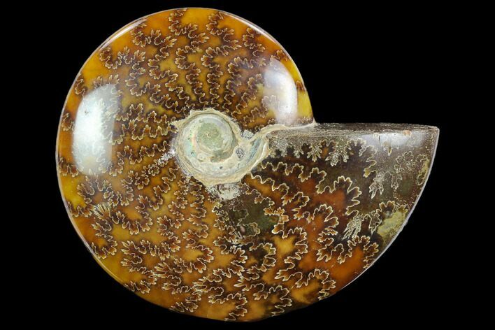 Polished Ammonite (Cleoniceras) Fossil - Madagascar #127208
